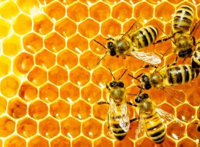 Как правильно использовать натуральный мёд